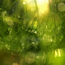 Bokeh, grass, drops