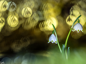 Leucojum, Bokeh, Flowers, Two, White