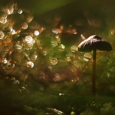 Bokeh, Mushrooms, Hat