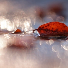 leaf, Bokeh