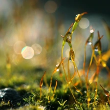 Moss, blades, Bokeh, Close