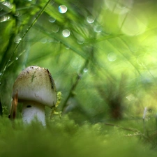 White, Moss, Bokeh, Mushrooms