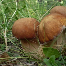 robust, boletus