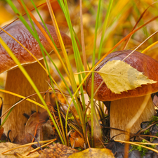 robust, boletus