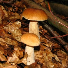 sheathing, Two cars, boletus