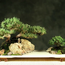 Bonsai