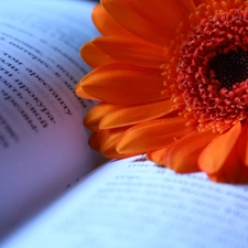 Book, Orange, Gerbera