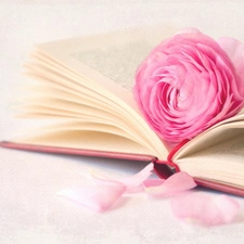 Pink, Spread, Book, rose