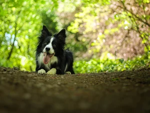 lying, Border Collie, Bokeh, dog