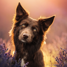 Brown, Border Collie, lavender, dog