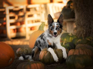lying, Border Collie, pumpkin, dog