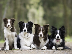 four, Border Collie, lane, Dogs
