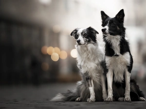 fuzzy, background, Dogs, Border Collie, Two cars