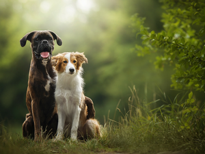 Bush, grass, boxer, Border Collie, Dogs