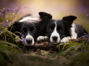Two cars, Dogs, Border Collie, White-Black