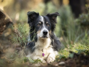 muzzle, Plants, dog, Border Collie, lying