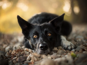 muzzle, Stones, dog, Border Collie, lying
