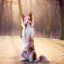 paws, Requesters, Border Collie