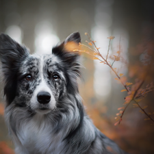 Plants, dog, Border Collie