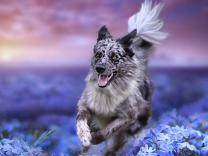 Meadow, Flowers, dog, Border Collie, running
