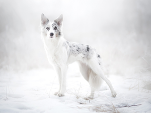 Border Collie, winter