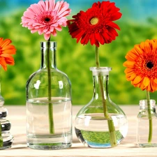 gerberas, bottles