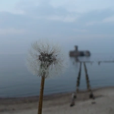 sow-thistle, Baba, Bottoms, Beaches