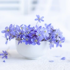 bowl, Flowers, Liverworts, bouquet