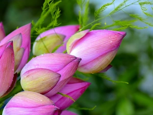 bouquet, lotus, Flowers