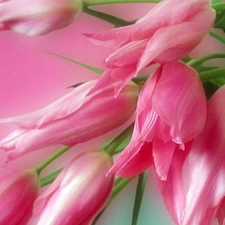 bouquet, Tulips, Pink