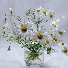 bowl, bouquet, Camomile