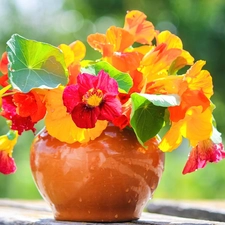 Flowers, nasturtium, bowl, bouquet