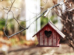 Home, twig, Nesting Box