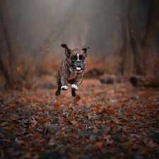 boxer, Leaf, running
