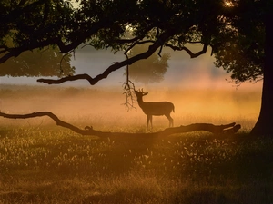 grass, Fog, trees, branch pics, deer