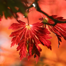 trees, branch, Leaf, maple, Red