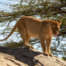 Lioness, branch pics, trees, Rocks