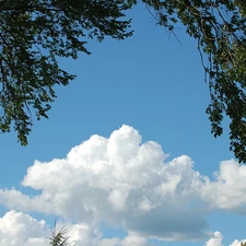 trees, clouds, branch pics