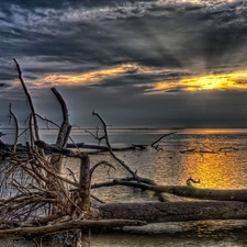 west, sea, branches, sun