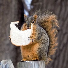 squirrel, bread