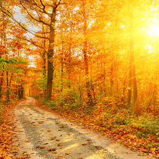 autumn, Path, light breaking through sky, forest