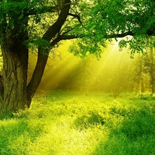 Park, viewes, light breaking through sky, trees