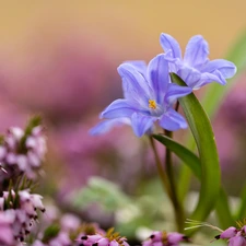 Briar, Flowers, squill