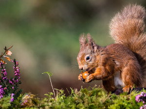 Moss, Briar, squirrel, nut, Ginger
