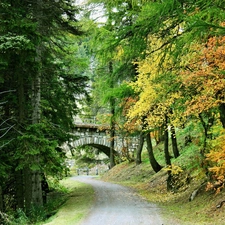 bridge, Way, forest