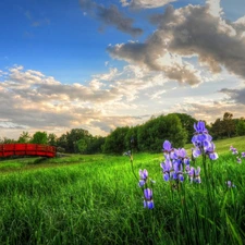 viewes, Meadow, bridges, Irises, Red, trees