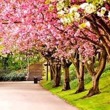 Great Britain, Spring, viewes, Park, trees, England, Sheffield, flourishing