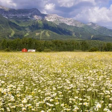 Field, Mountains, British Columbia, Daisies