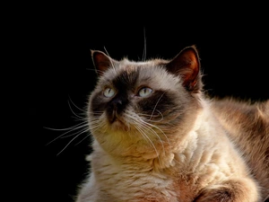 background, British Shorthair Cat, Black