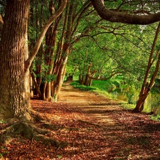 Way, viewes, brook, trees